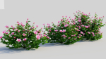 Petunia integrifolia d