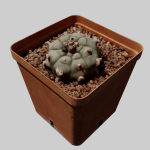 Peyote Scan