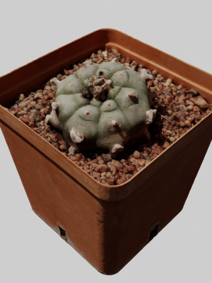 peyote-scan-3d-model-obj-fbx-stl-dae
