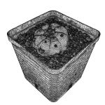 Peyote Scan