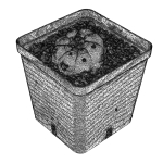 Peyote Scan