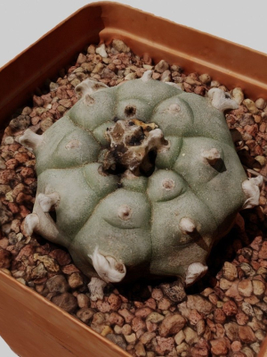 Peyote Scan