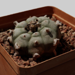 Peyote Scan