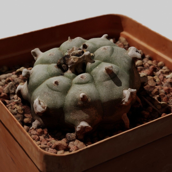 Peyote Scan