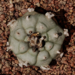 Peyote Scan