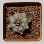 Peyote Scan