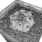 Peyote Scan