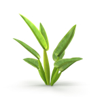 Philodendron martianum