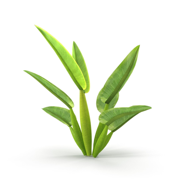 Philodendron martianum