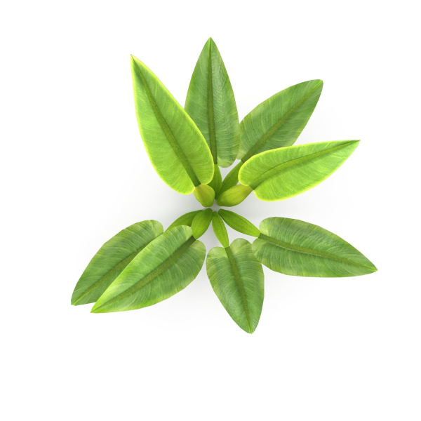 Philodendron martianum