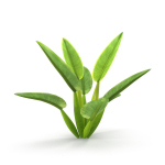 Philodendron martianum