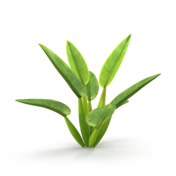 Philodendron martianum