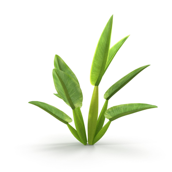Philodendron martianum