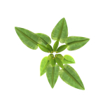 Philodendron martianum