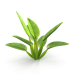 Philodendron martianum