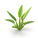 Philodendron martianum