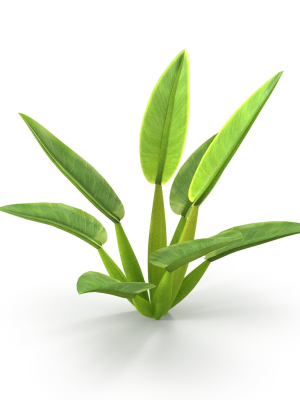 Philodendron martianum