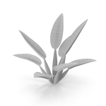 Philodendron martianum