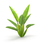 Philodendron martianum
