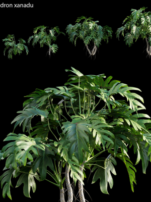 Philodendron xanadu