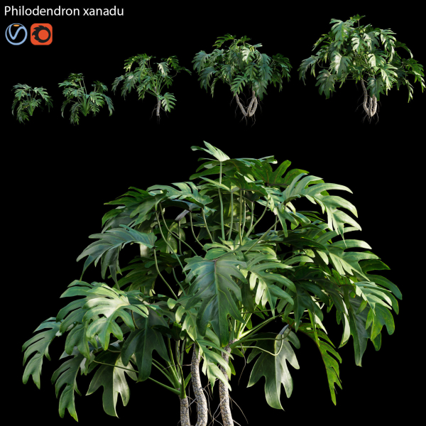 Philodendron xanadu