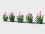 Phlox plant with flowers