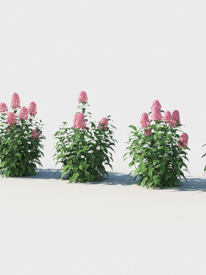 phlox-3d-model-low-poly-max-obj-fbx-mtl