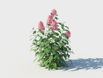 Phlox plant with flowers