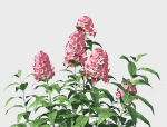 Phlox plant with flowers