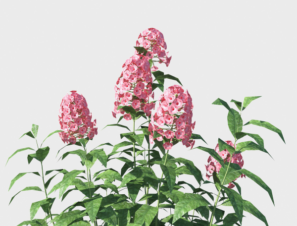 Phlox plant with flowers
