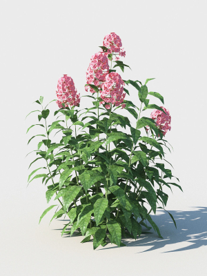 Phlox plant with flowers