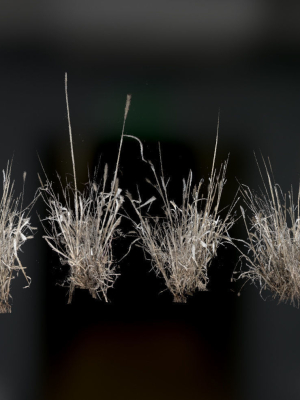 photo-realistic-dry-grass-3d-model-low-poly-fbx