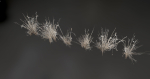 Photo Realistic Dry  Grass