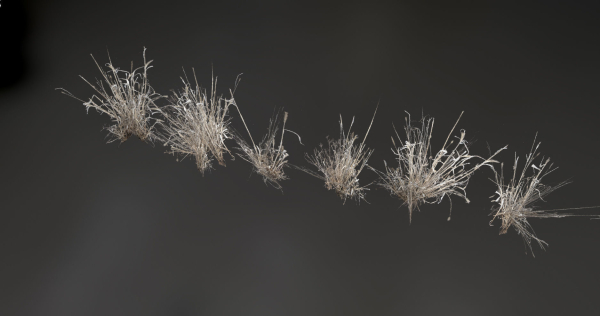 Photo Realistic Dry  Grass