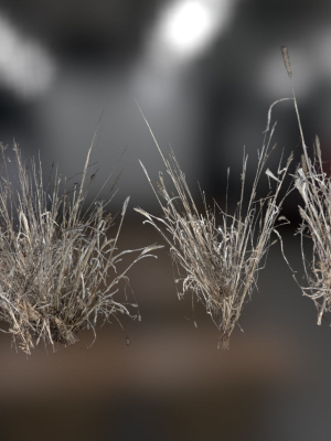 Photo Realistic Dry  Grass