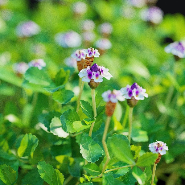 Phyla nodiflora flower