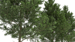 Picea