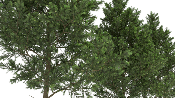 Picea