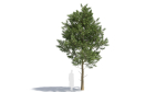 Picea