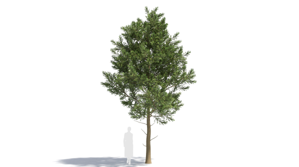 Picea