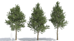 Picea