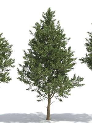 picea-3d-model-460349a19d