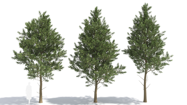 Picea