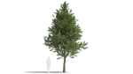 Picea