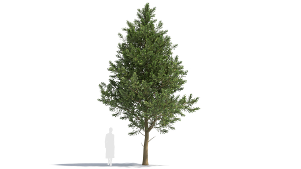 Picea