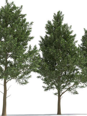 Picea