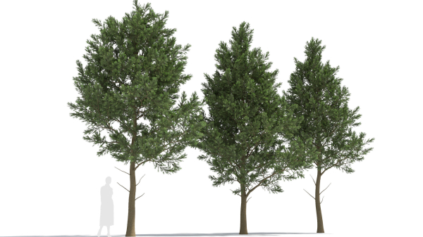 Picea