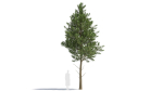 Picea