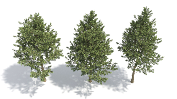 Picea