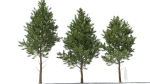 Picea